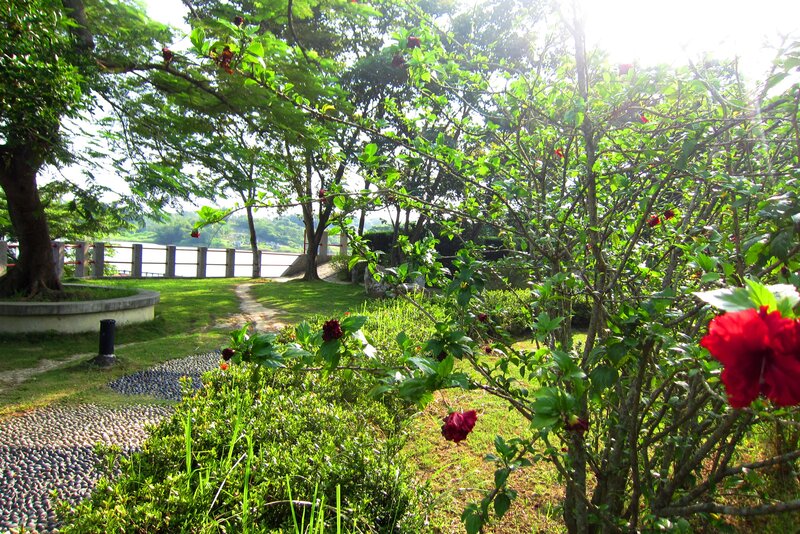 Red Hibiscus Flowers — Green, Serene