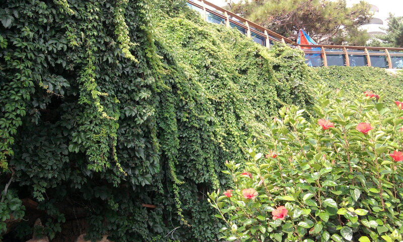 Red Hibiscus Flowers — Green