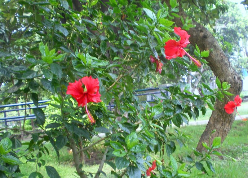 Red hibiscus flowers in a park