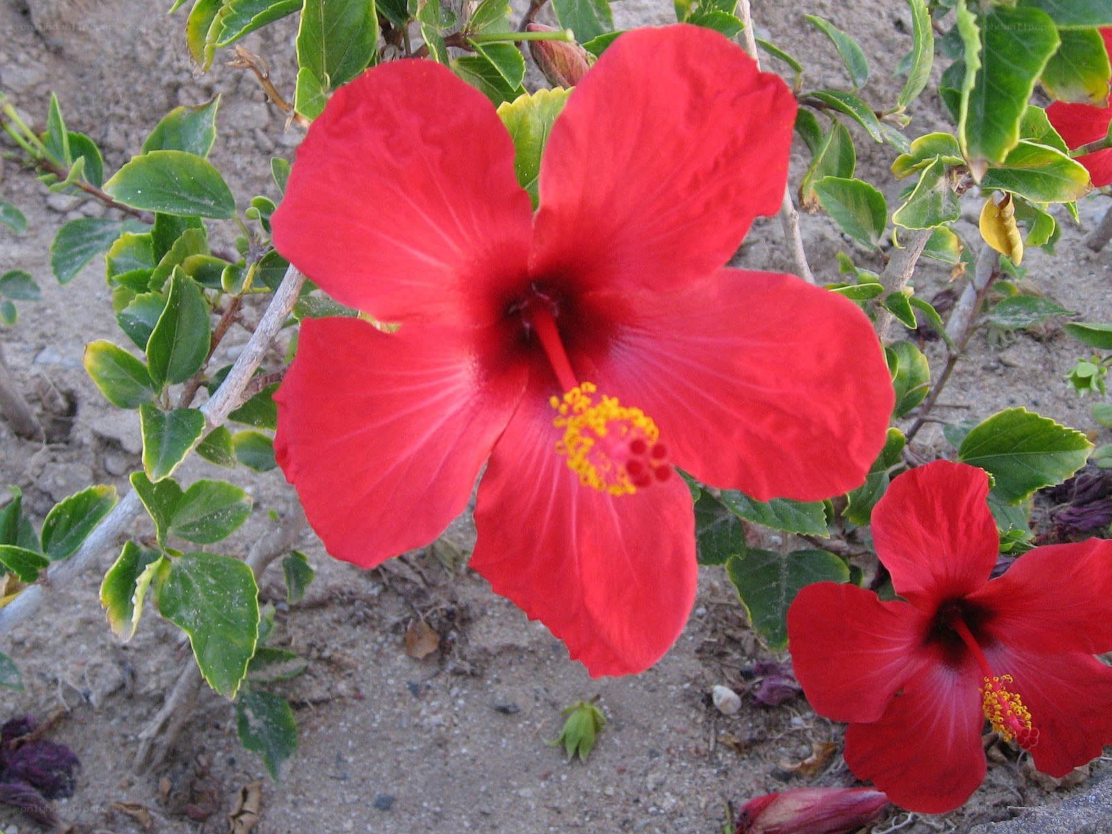 Red hibiscus flowers in bloom