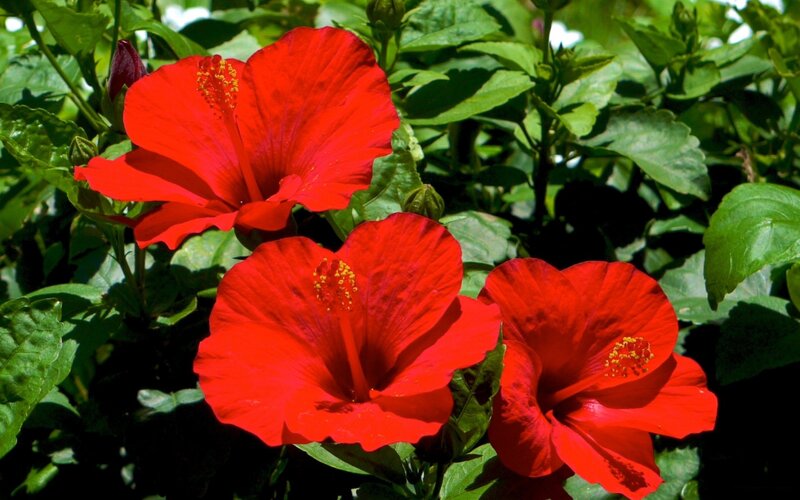 Red hibiscus flowers in bloom