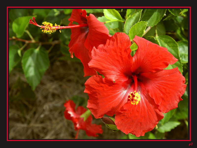 Red hibiscus flowers in bloom