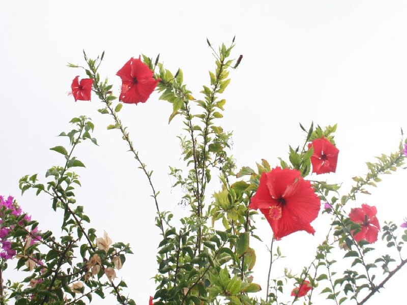 Red hibiscus flowers in bloom