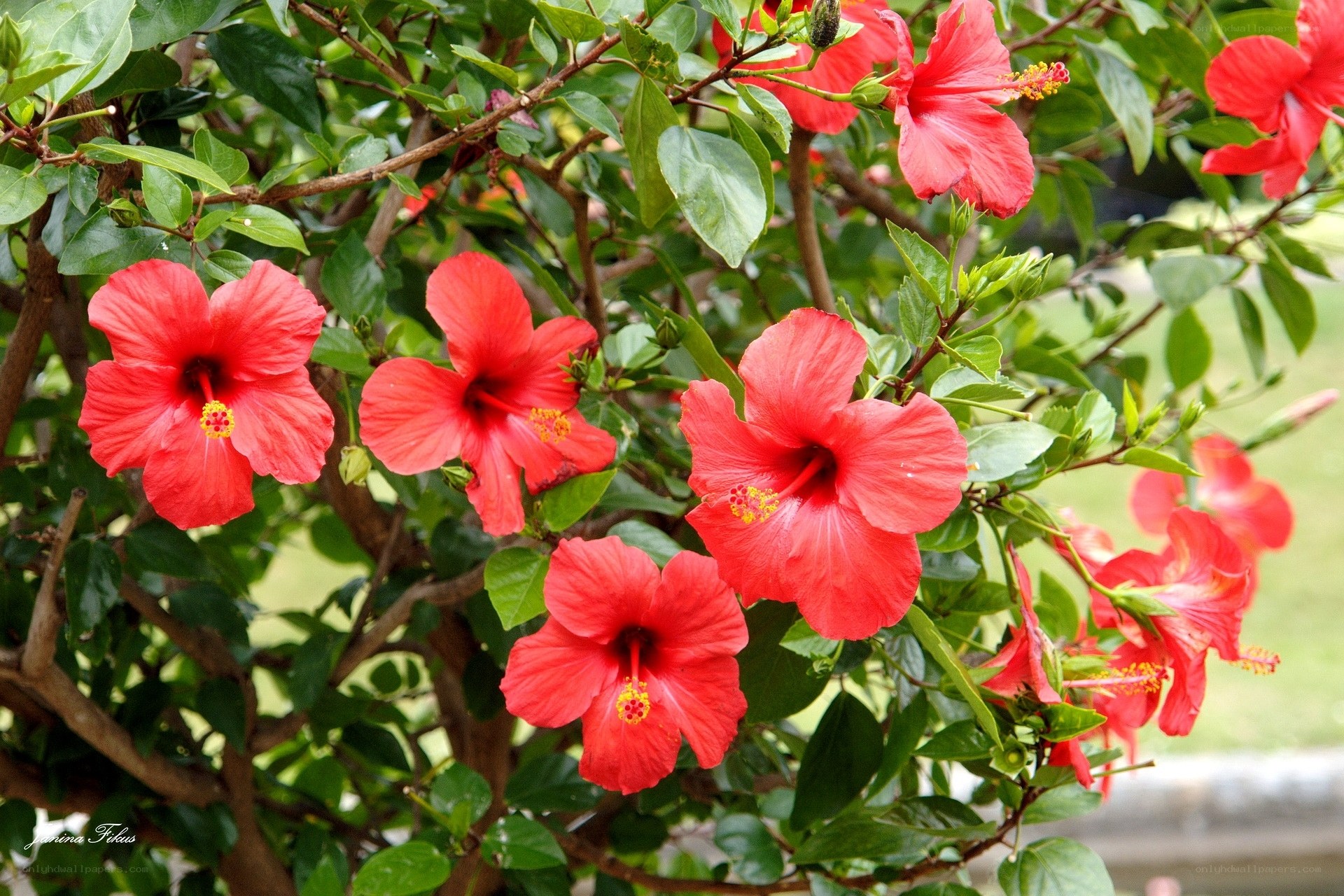 Red hibiscus flowers in bloom