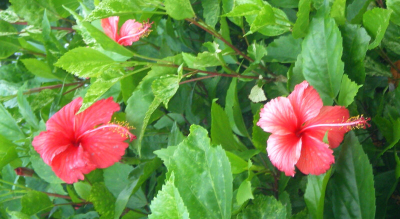 Red hibiscus flowers in foliage