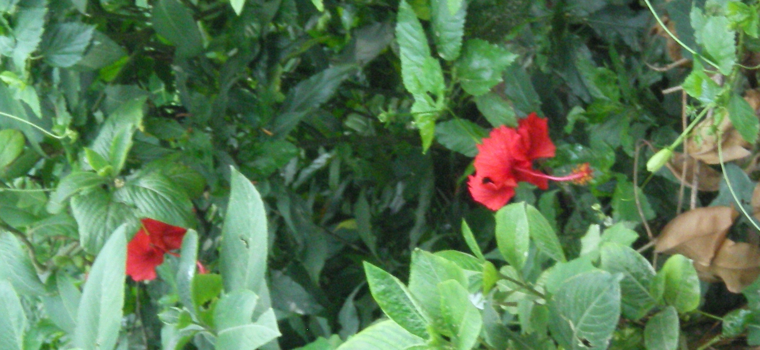 red hibiscus flowers in foliage