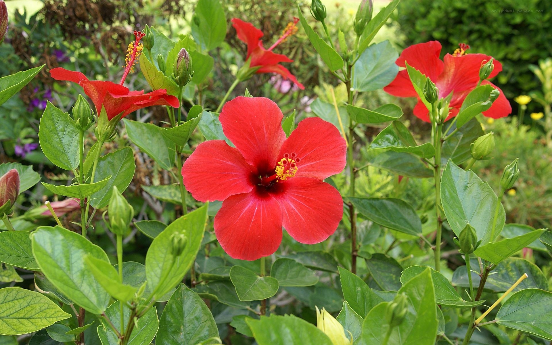 Red hibiscus flowers in garden