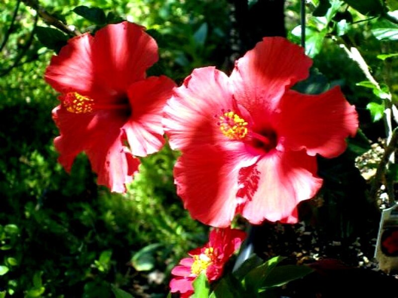 Red hibiscus flowers in garden