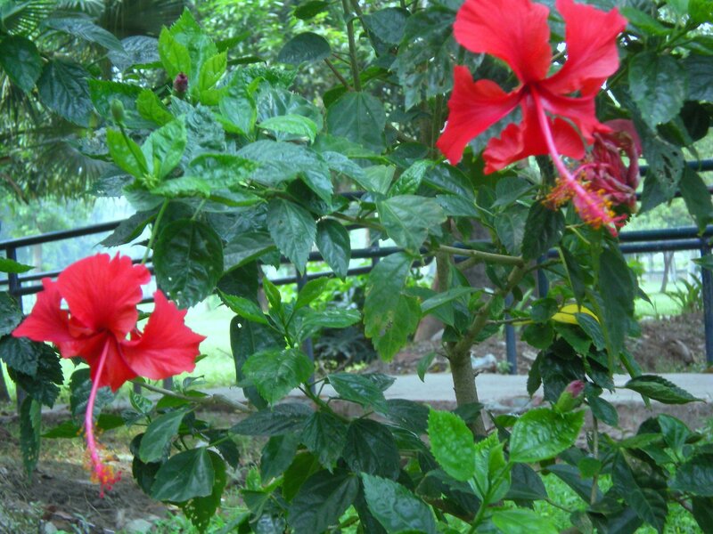 Red hibiscus flowers in garden