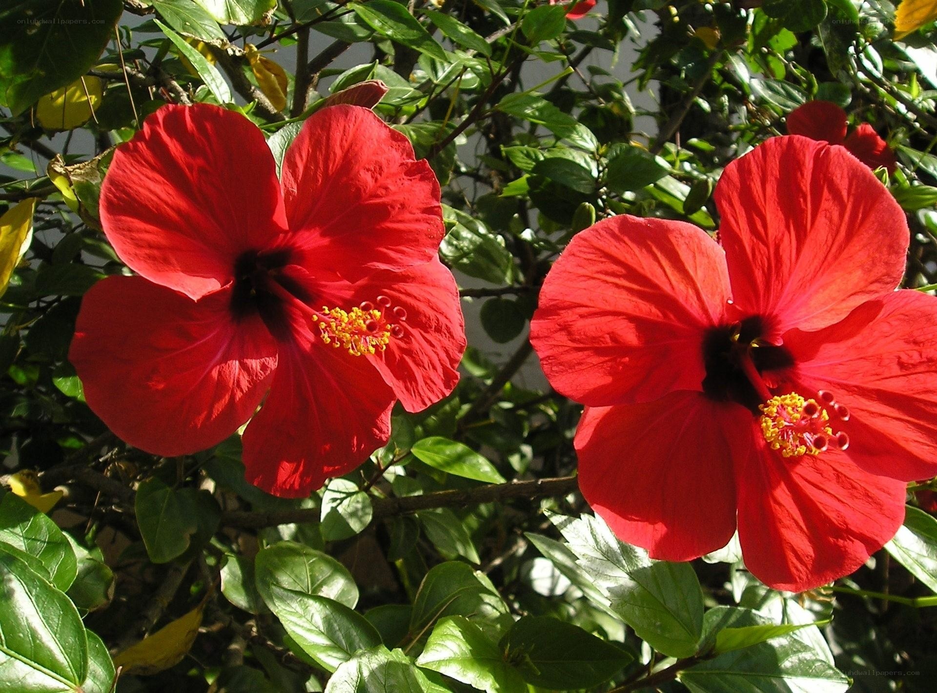 Red hibiscus flowers in garden