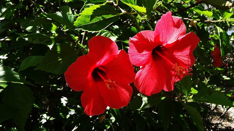 Red hibiscus flowers in sunlight