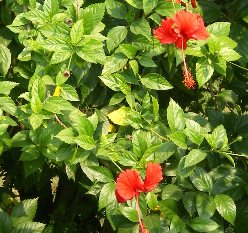 Red Hibiscus Flowers — Natural, Afternoon