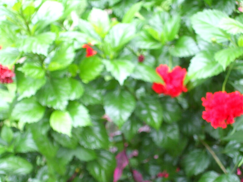 Red Hibiscus Flowers — Natural, Photograph