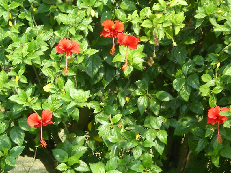 Red Hibiscus Flowers — Natural