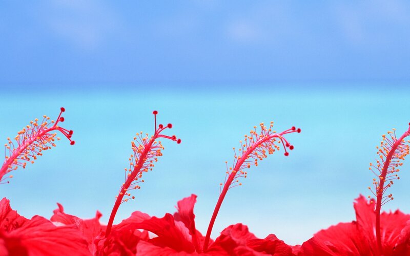 Red Hibiscus Flowers — Serene, Afternoon