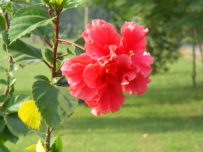 Red Hibiscus Flowers — Serene