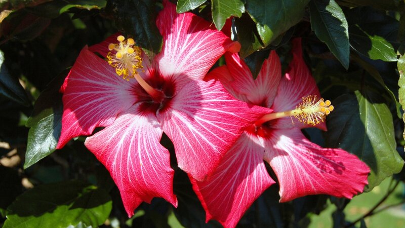 Red Hibiscus Flowers — Vibrant, Afternoon, Photograph, Leaves, Sunlight