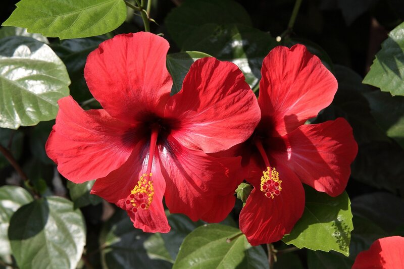 Red Hibiscus Flowers — Vibrant, Afternoon, Photograph, Leaves
