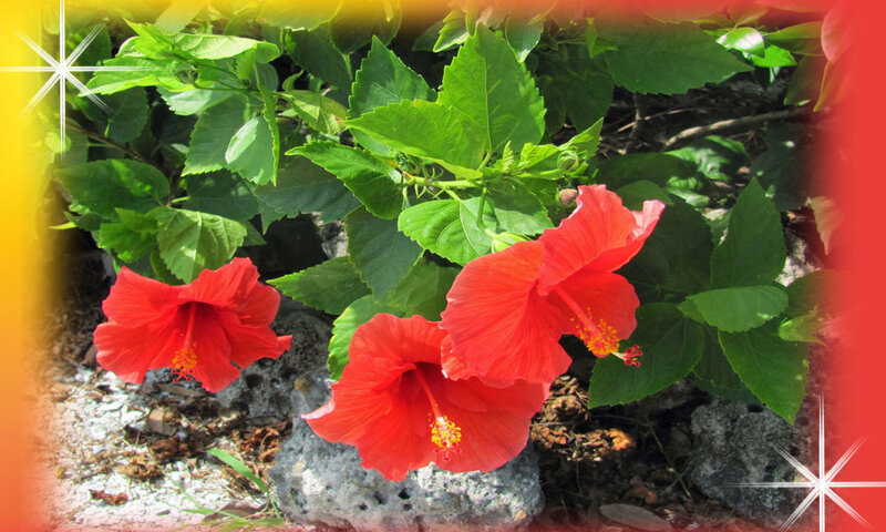 Red Hibiscus Flowers — Vibrant, Afternoon