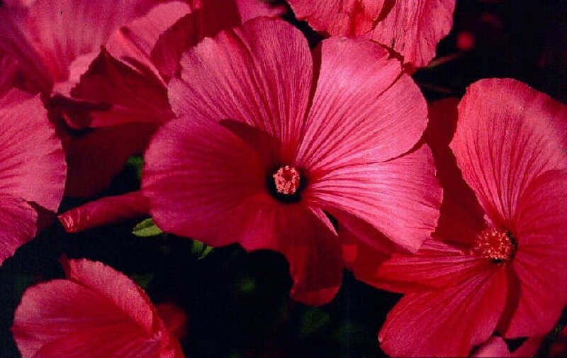 Red Hibiscus Flowers — Vibrant, Photograph, Petals, Center