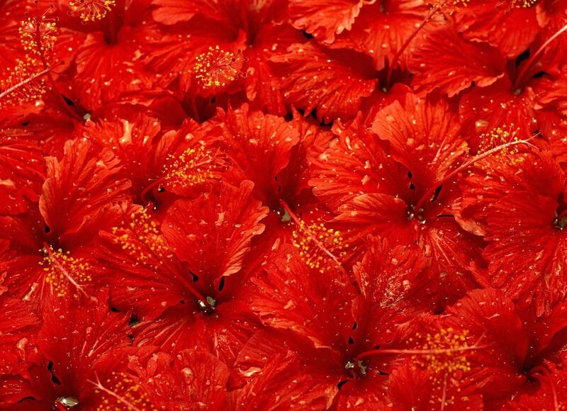 Red Hibiscus Flowers — Vibrant, Photograph