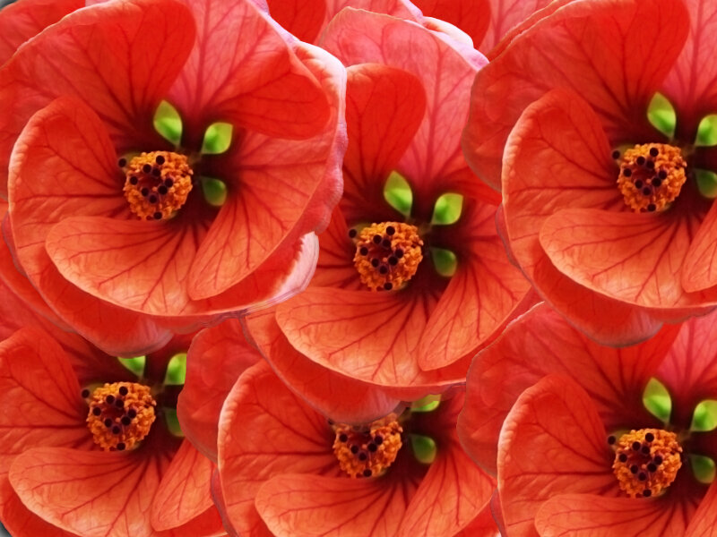 Red Hibiscus Flowers — Vibrant