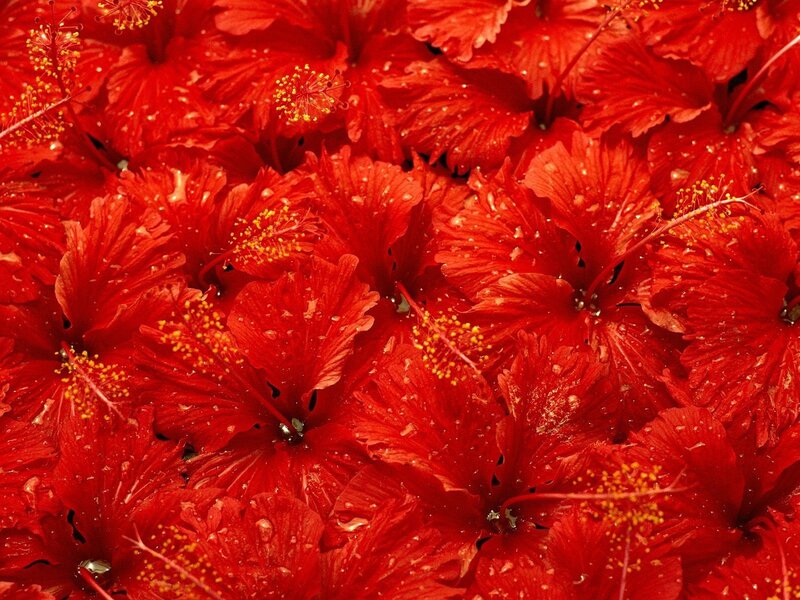 Red hibiscus flowers with water droplets