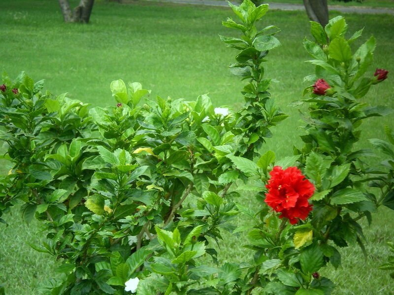 Red hibiscus in a garden
