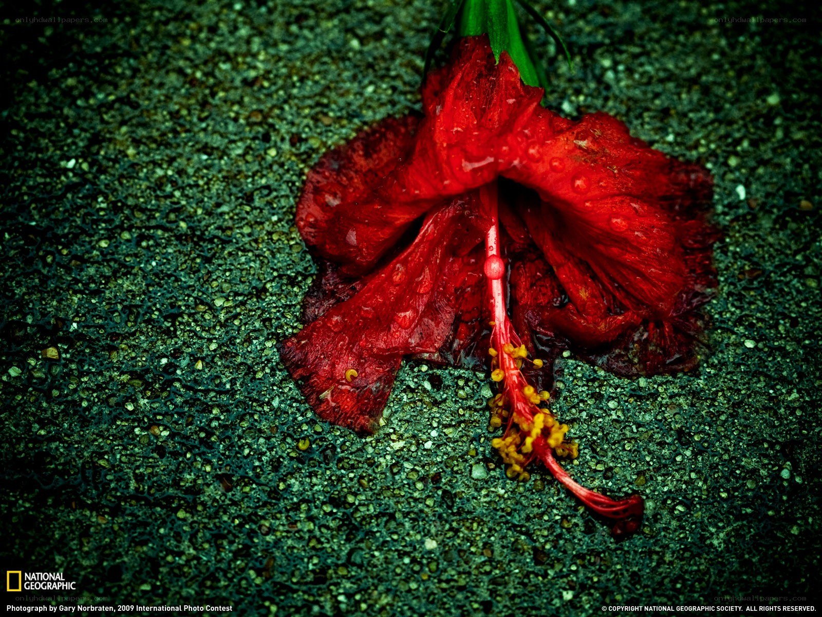 Red hibiscus on pavement