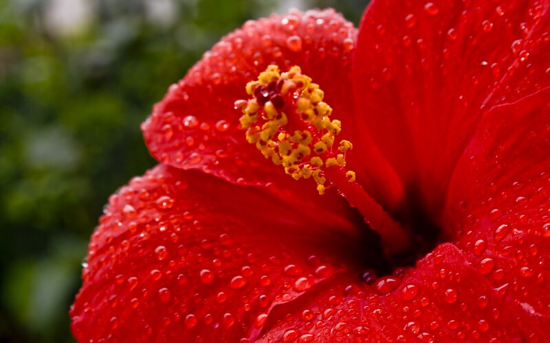 Red hibiscus with water droplets