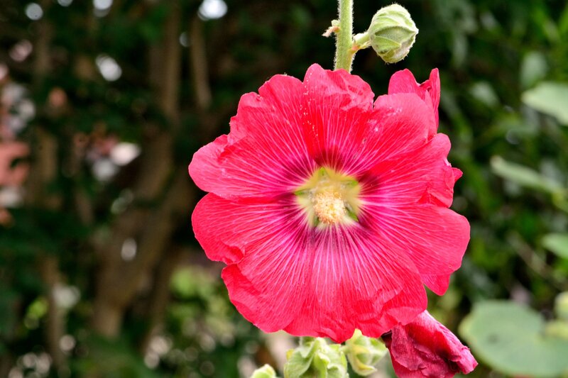 Red Hollyhock Flower — Calm, Afternoon