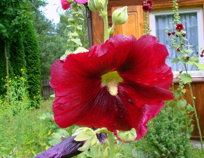 Red Hollyhock Flower — Calm