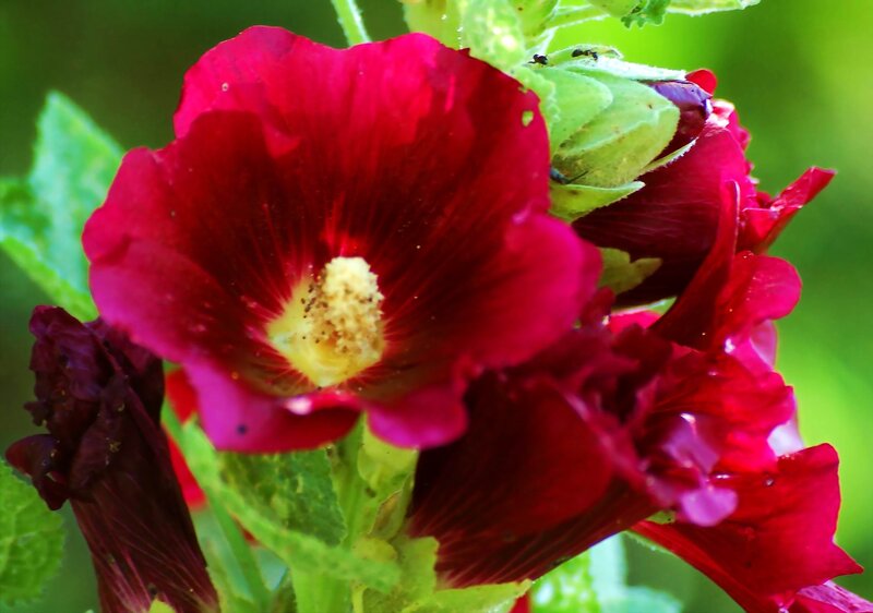 Red Hollyhock Flower — Natural