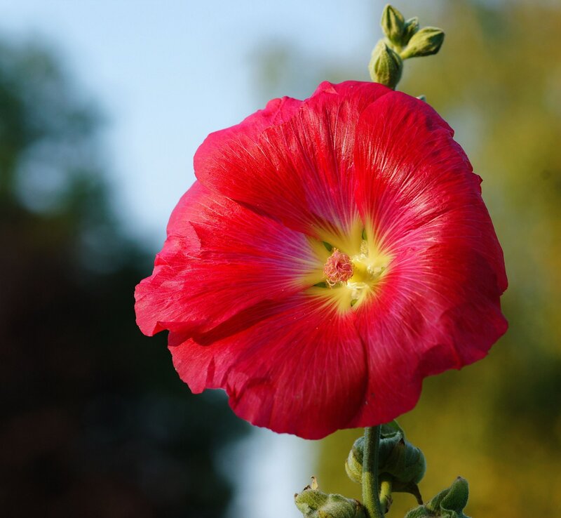 Red Hollyhock Flower — Serene