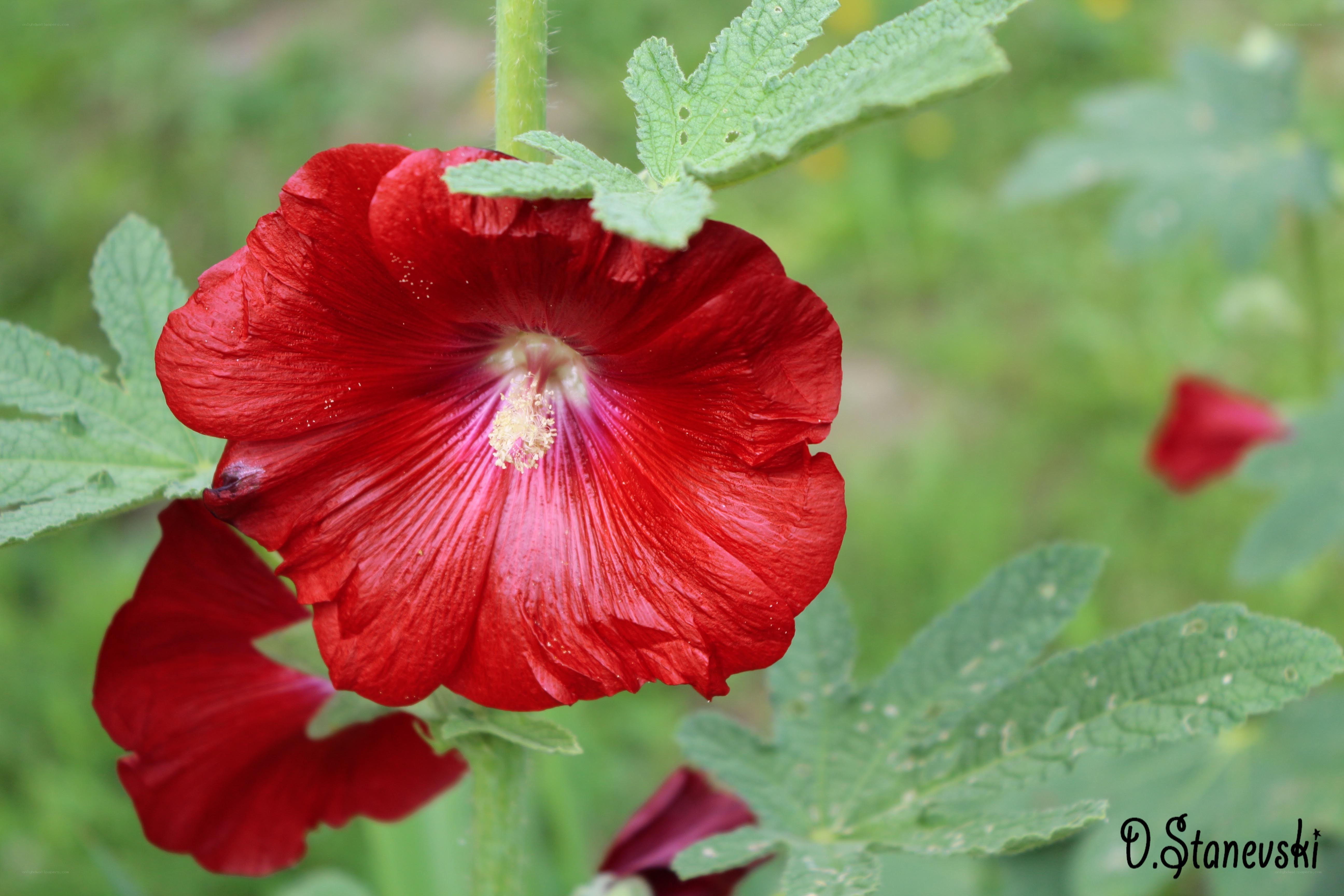 Red hollyhock flower