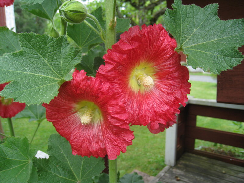 Red Hollyhock Flowers — Calm