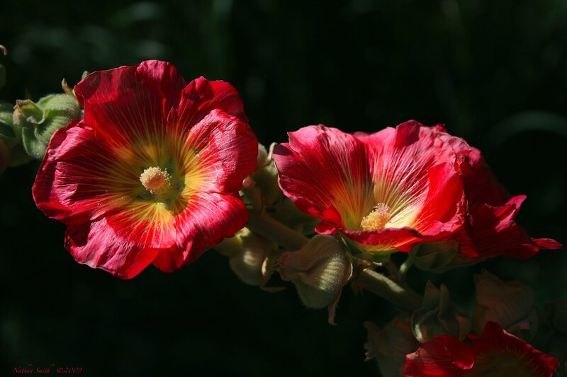 Red Hollyhock Flowers — Dramatic