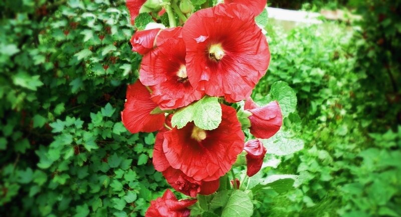 Red hollyhock flowers in garden