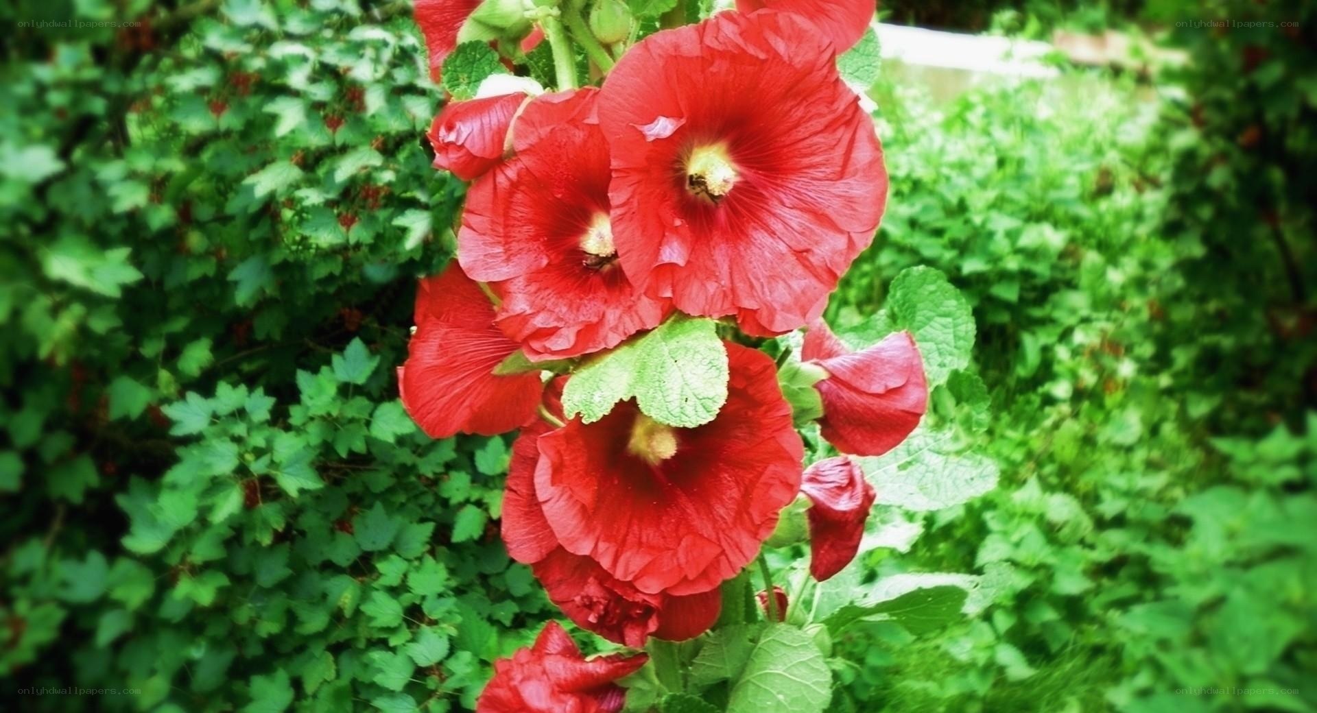 Red hollyhock flowers in garden