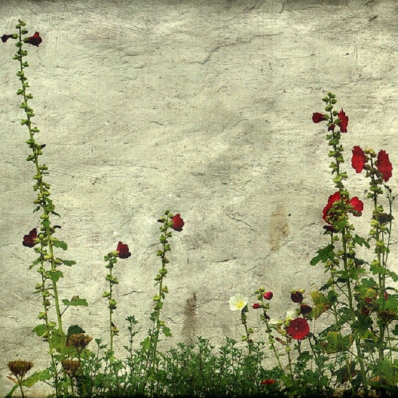 Red Hollyhock Flowers