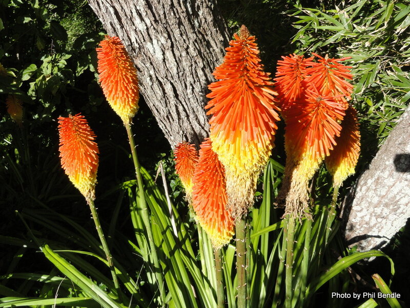 Red Hot Poker Flowers — Orange, Natural