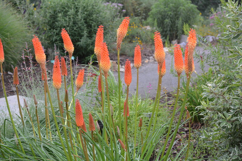 Red Hot Poker Flowers — Orange, Serene