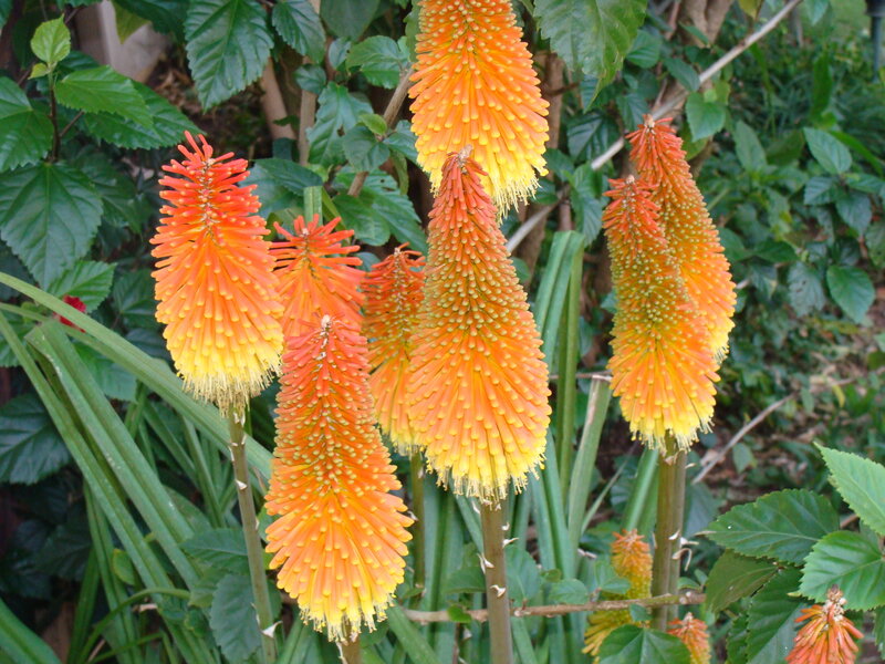 Red-hot Poker Flowers — Orange
