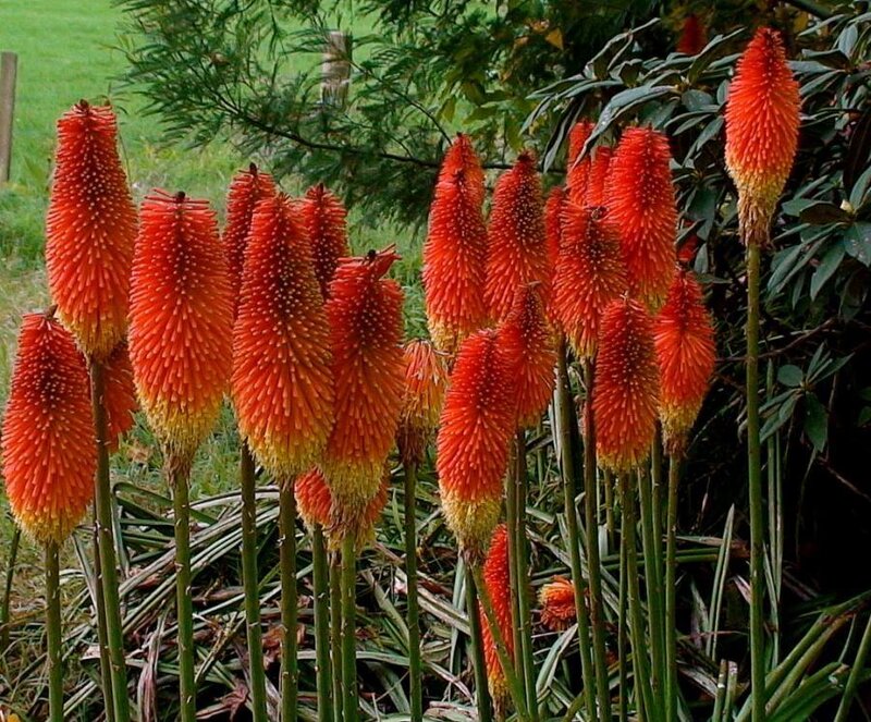 Red Hot Poker Flowers