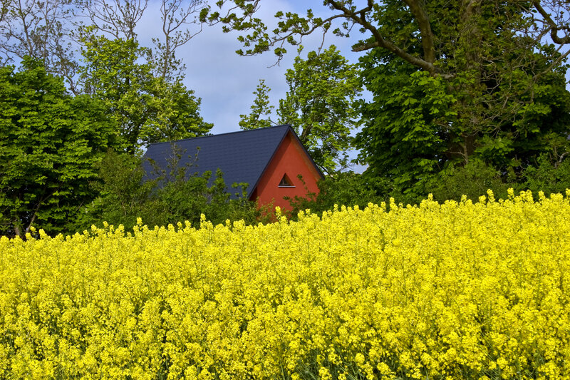 Red House in Flower Field