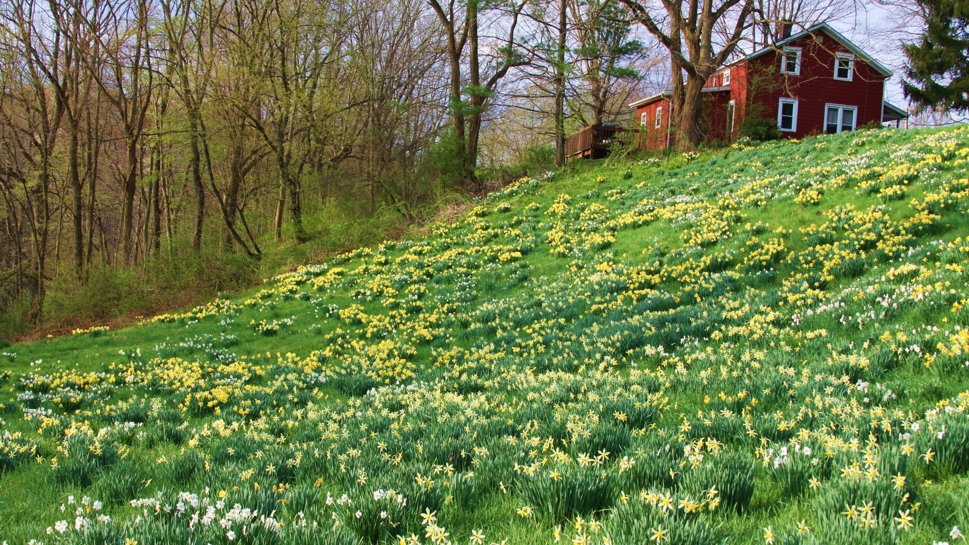 Red house on a daffodil hill