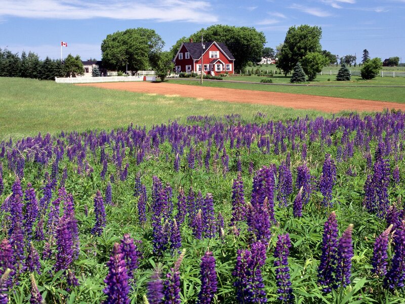 Red house with purple flowers
