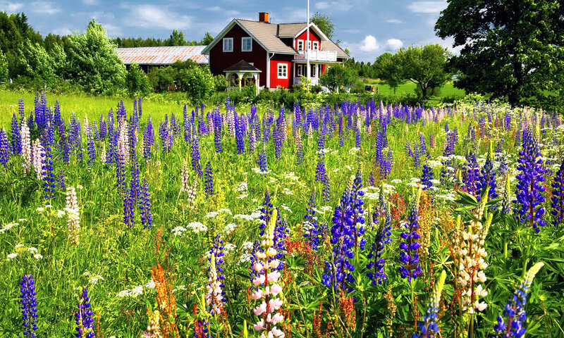 Red House with Wildflowers