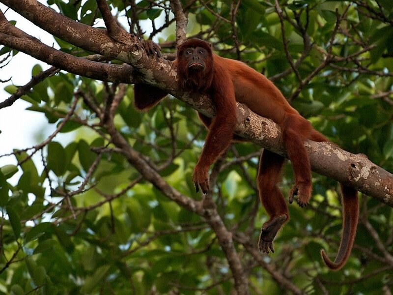 Red howler monkey on a tree branch