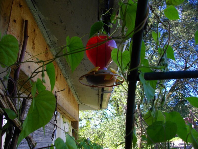 Red Hummingbird Feeder